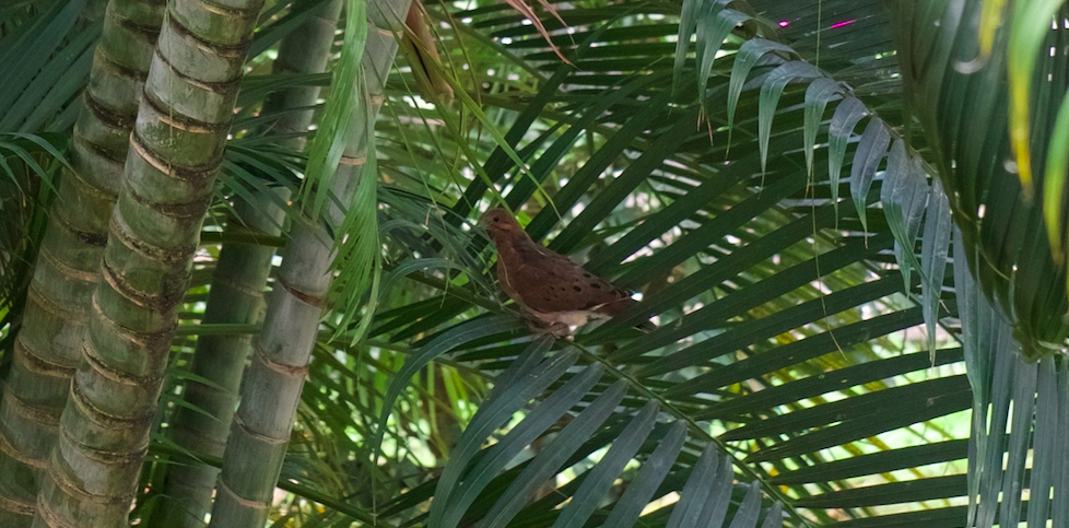Colombe dans un arbre tropical