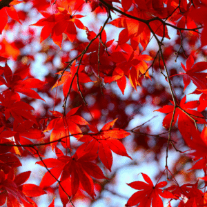 Abonnement rouge - automne 2025