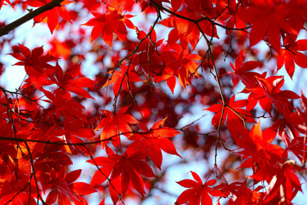 Abonnement rouge - automne 2025