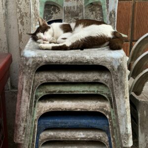 Respiration et Sommeil  Atelier + Rediffusions + Enregistrements